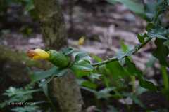 Costus pictus